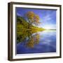 Yellow Tree Reflection-Moises Levy-Framed Photographic Print