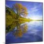 Yellow Tree Reflection-Moises Levy-Mounted Photographic Print