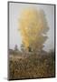 Yellow Tree & Teasel-David Lorenz Winston-Mounted Art Print