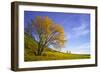 Yellow Tree-Moises Levy-Framed Photographic Print