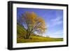 Yellow Tree-Moises Levy-Framed Photographic Print