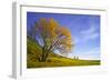 Yellow Tree-Moises Levy-Framed Photographic Print