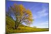 Yellow Tree-Moises Levy-Mounted Photographic Print