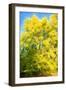 Yellow Tree-Philippe Sainte-Laudy-Framed Photographic Print