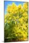 Yellow Tree-Philippe Sainte-Laudy-Mounted Photographic Print