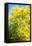 Yellow Tree-Philippe Sainte-Laudy-Framed Stretched Canvas