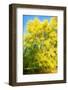 Yellow Tree-Philippe Sainte-Laudy-Framed Photographic Print