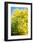 Yellow Tree-Philippe Sainte-Laudy-Framed Photographic Print