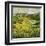 Yellow Trees-Allan P. Friedlander-Framed Art Print