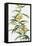 Yellow Tropical Flowers I-Asia Jensen-Framed Stretched Canvas