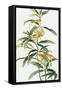 Yellow Tropical Flowers I-Asia Jensen-Framed Stretched Canvas