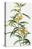 Yellow Tropical Flowers I-Asia Jensen-Stretched Canvas