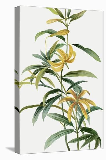 Yellow Tropical Flowers I-Asia Jensen-Stretched Canvas