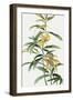 Yellow Tropical Flowers I-Asia Jensen-Framed Art Print