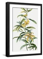 Yellow Tropical Flowers I-Asia Jensen-Framed Art Print