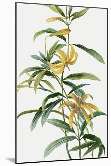 Yellow Tropical Flowers I-Asia Jensen-Mounted Art Print