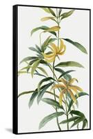 Yellow Tropical Flowers I-Asia Jensen-Framed Stretched Canvas