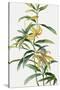 Yellow Tropical Flowers I-Asia Jensen-Stretched Canvas