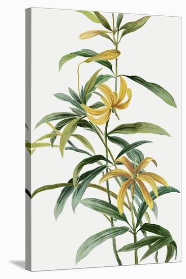 Yellow Tropical Flowers I-Asia Jensen-Stretched Canvas