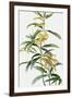 Yellow Tropical Flowers I-Asia Jensen-Framed Art Print