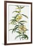 Yellow Tropical Flowers I-Asia Jensen-Framed Art Print