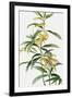 Yellow Tropical Flowers I-Asia Jensen-Framed Art Print