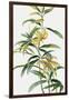 Yellow Tropical Flowers I-Asia Jensen-Framed Art Print