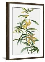 Yellow Tropical Flowers I-Asia Jensen-Framed Art Print