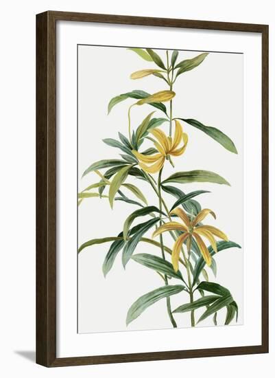 Yellow Tropical Flowers I-Asia Jensen-Framed Art Print