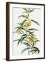 Yellow Tropical Flowers I-Asia Jensen-Framed Art Print