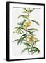 Yellow Tropical Flowers I-Asia Jensen-Framed Art Print