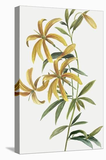 Yellow Tropical Flowers II-Asia Jensen-Stretched Canvas