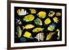 Yellow tropical reef fish composite image, Indo-Pacific species-Georgette Douwma-Framed Photographic Print