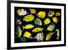 Yellow tropical reef fish composite image, Indo-Pacific species-Georgette Douwma-Framed Photographic Print