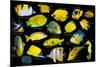 Yellow tropical reef fish composite image, Indo-Pacific species-Georgette Douwma-Mounted Photographic Print