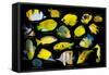 Yellow tropical reef fish composite image, Indo-Pacific species-Georgette Douwma-Framed Stretched Canvas