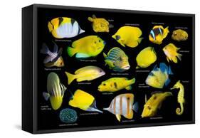 Yellow tropical reef fish composite image, Indo-Pacific species-Georgette Douwma-Framed Stretched Canvas