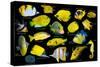 Yellow tropical reef fish composite image, Indo-Pacific species-Georgette Douwma-Stretched Canvas