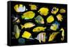 Yellow tropical reef fish composite image, Indo-Pacific species-Georgette Douwma-Framed Stretched Canvas