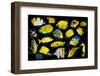 Yellow tropical reef fish composite image, Indo-Pacific species-Georgette Douwma-Framed Photographic Print