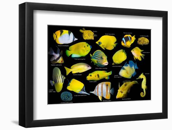 Yellow tropical reef fish composite image, Indo-Pacific species-Georgette Douwma-Framed Photographic Print