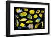 Yellow tropical reef fish composite image, Indo-Pacific species-Georgette Douwma-Framed Photographic Print