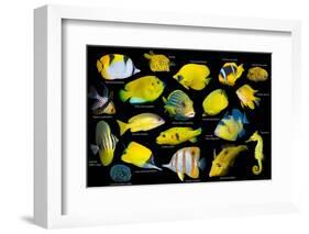 Yellow tropical reef fish composite image, Indo-Pacific species-Georgette Douwma-Framed Photographic Print