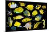 Yellow tropical reef fish composite image, Indo-Pacific species-Georgette Douwma-Mounted Photographic Print