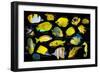 Yellow tropical reef fish composite image, Indo-Pacific species-Georgette Douwma-Framed Photographic Print