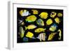 Yellow tropical reef fish composite image, Indo-Pacific species-Georgette Douwma-Framed Photographic Print