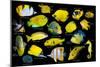 Yellow tropical reef fish composite image, Indo-Pacific species-Georgette Douwma-Mounted Photographic Print