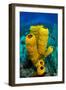 Yellow tube sponge a coral reef, Cayman Islands-Alex Mustard-Framed Premium Photographic Print