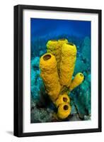 Yellow tube sponge a coral reef, Cayman Islands-Alex Mustard-Framed Premium Photographic Print