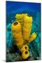 Yellow tube sponge a coral reef, Cayman Islands-Alex Mustard-Mounted Premium Photographic Print